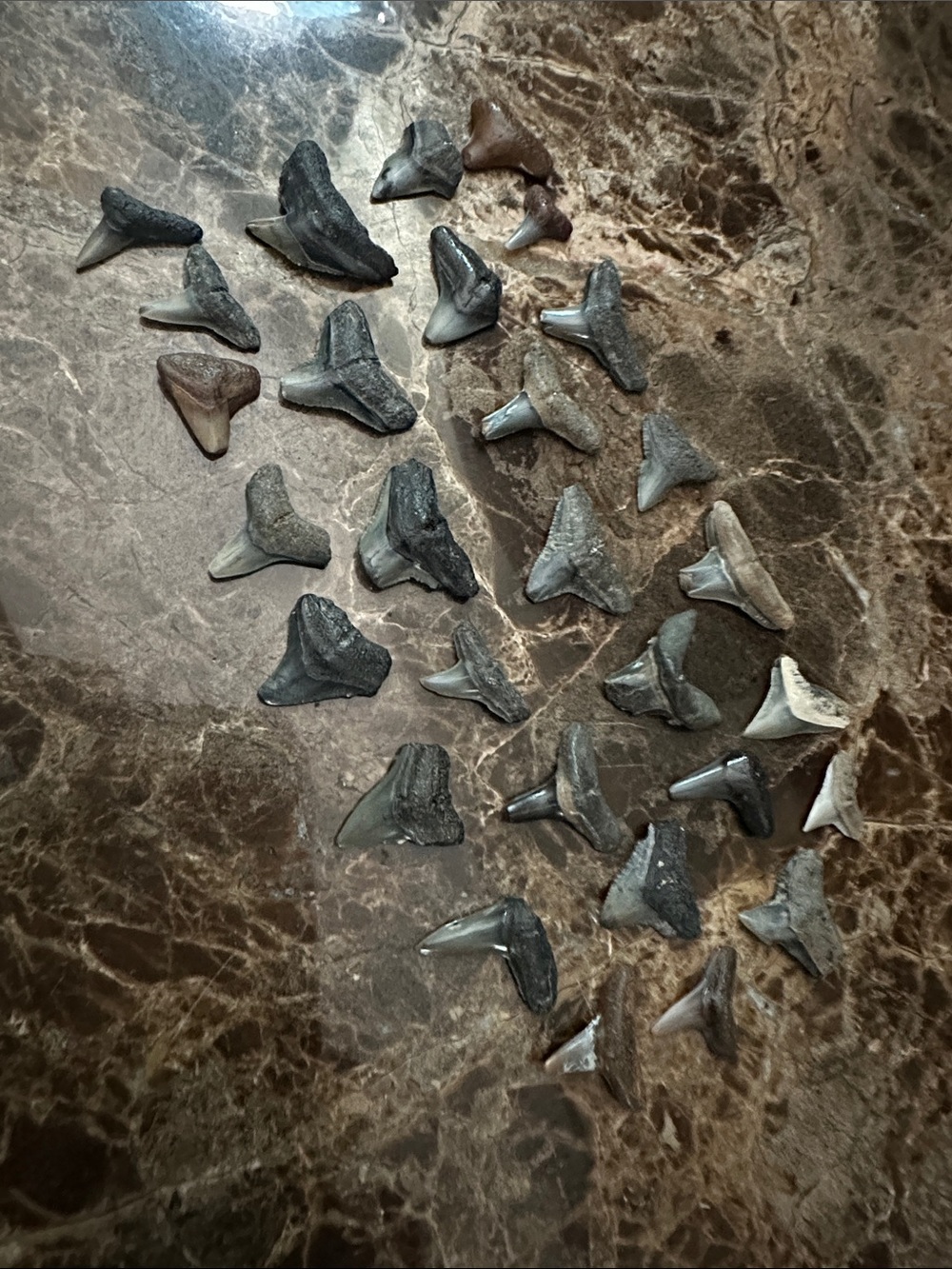 Natural Shark Tooth Aquarium Decor - Gray Assorted Pack